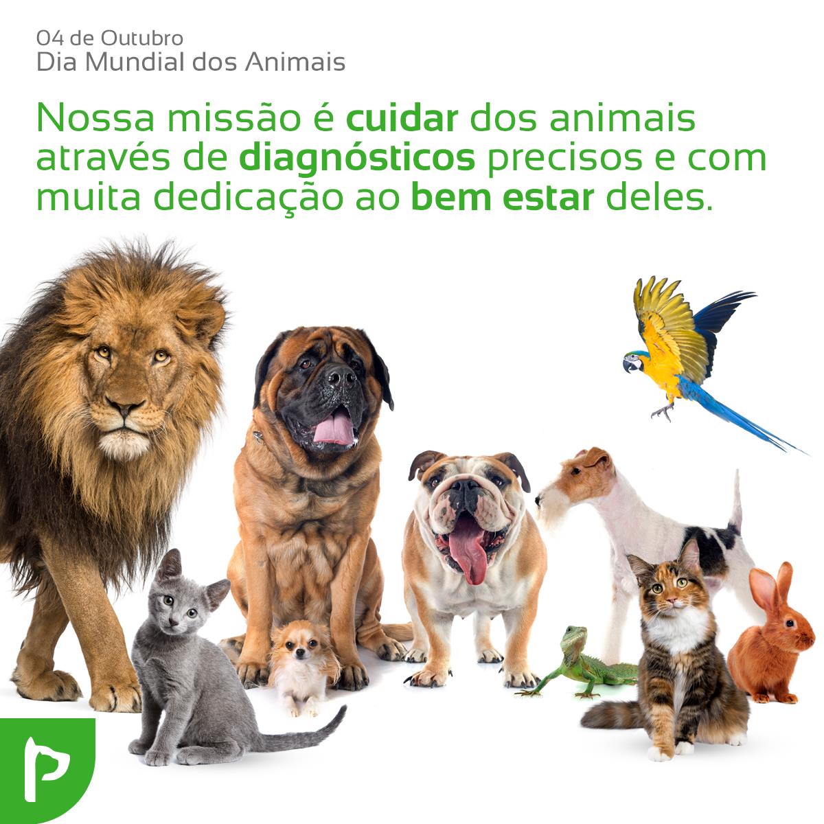 provetdiag's tweet photo. Feliz dia daqueles que nos fazem ser melhores a cada dia. Que alegram nosso dia a dia com tanto companheirismo. Contem sempre conosco 💚 #diamundialdosanimais https://t.co/uf0Zktv1AX
