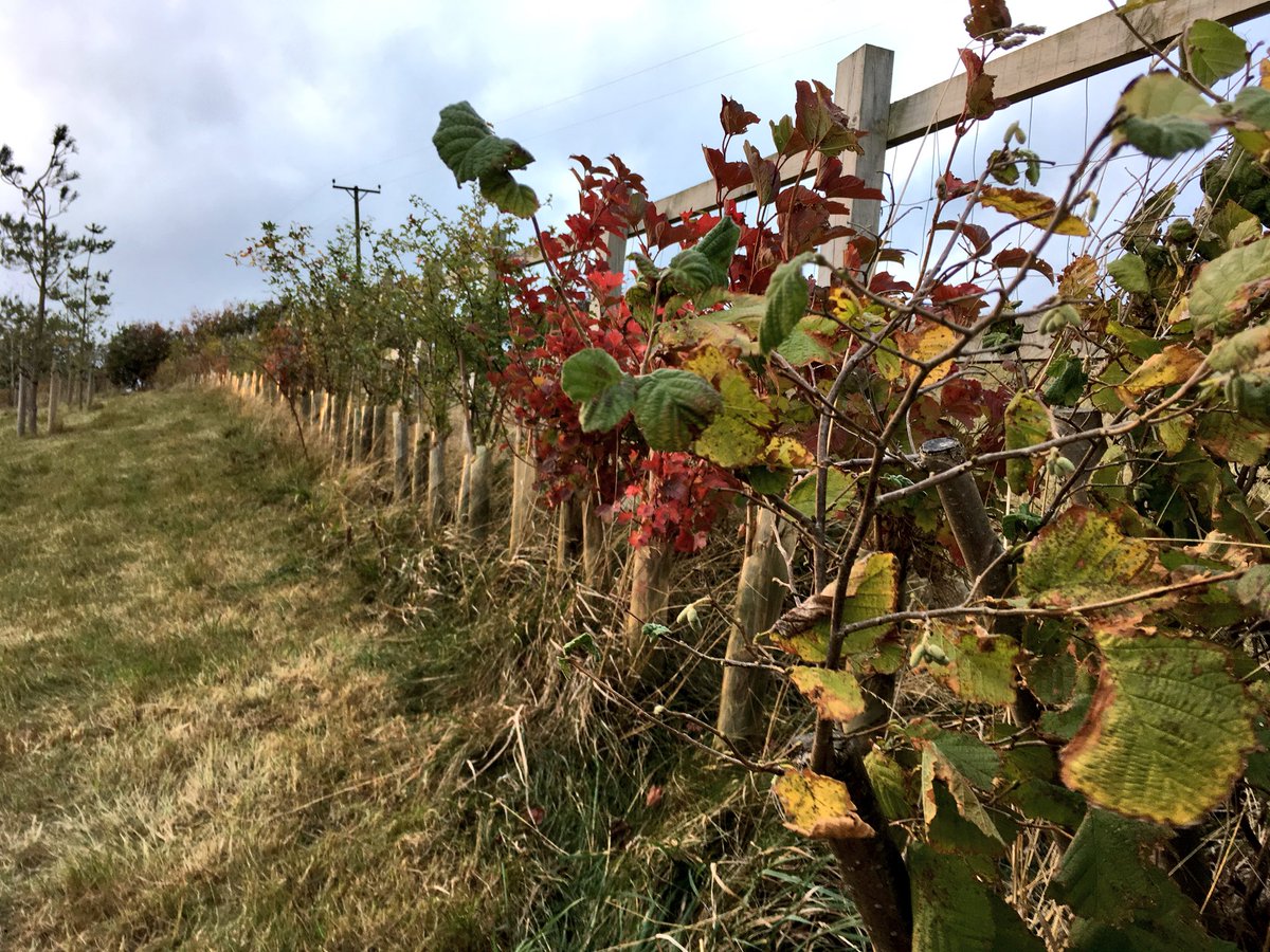 WildYourGarden's tweet photo. This native hedge we planted just two years ago in #Yorkshire is already becoming a #wildlife corridor. #Hedges are essential for so many animals. RT if you think more houses should have hedgerows as boundaries and not sterile fences. #bringbackthehedge https://t.co/S1Et9EL418