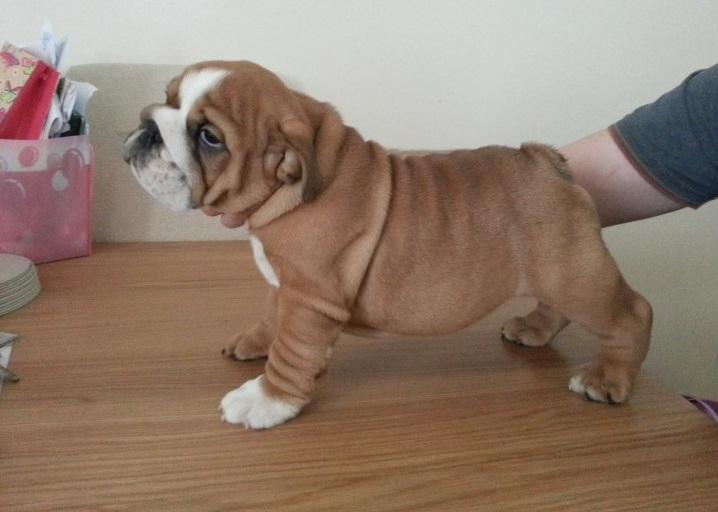 DisignerPanda's tweet photo. Hello guys pure breed English bulldog puppy looking for a caring home ASAP for more info follow me thanks guys https://t.co/gpBGS3EdxZ