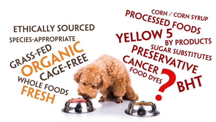 DogsZoom's tweet image. Things your dog can't eat, PLEASE READ
dogszoom.com/this-new-artic…
#dogsoftwitter #DogLover #puppylove #blog #blogging