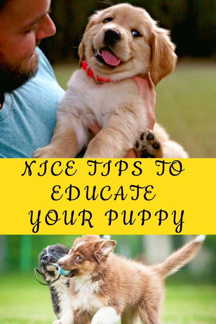 DogsZoom's tweet image. Best puppy schedule to educate your best friend. Link to the article below
dogszoom.com/doggy-day-care…
#Dog #DogLover #DogsofTwittter #DogTraining