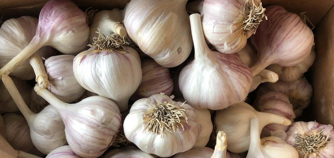UrbanSeedling's tweet photo. ❄ Frost tonight ❄ Fall garden care and garlic planting - https://t.co/vr91RifhFF https://t.co/lXGxTRSvoC