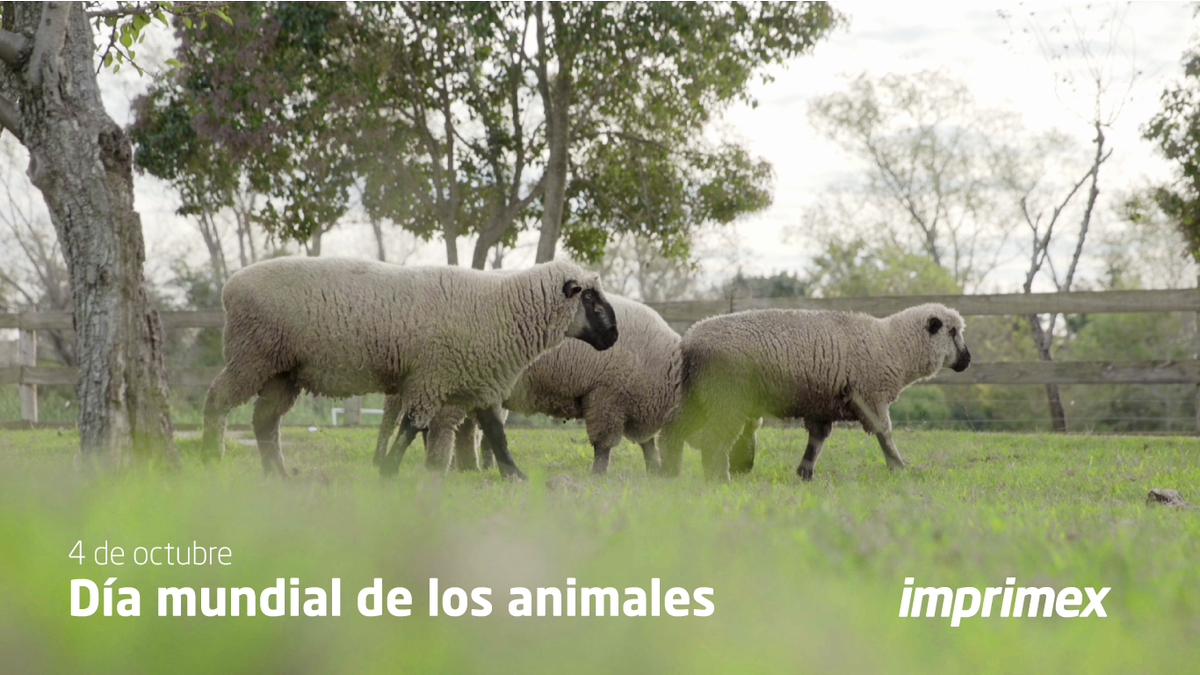 ImprimexUY's tweet photo. Junto con la familia bichera de Imprimex, celebramos el #DiaMundialdelosAnimales . 🐑🐴 https://t.co/LeuC7on3Rg