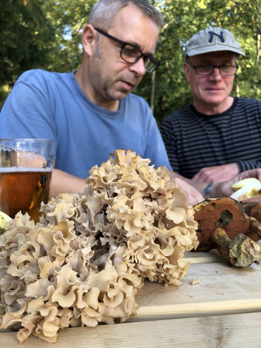 Go Foraging tweet media
