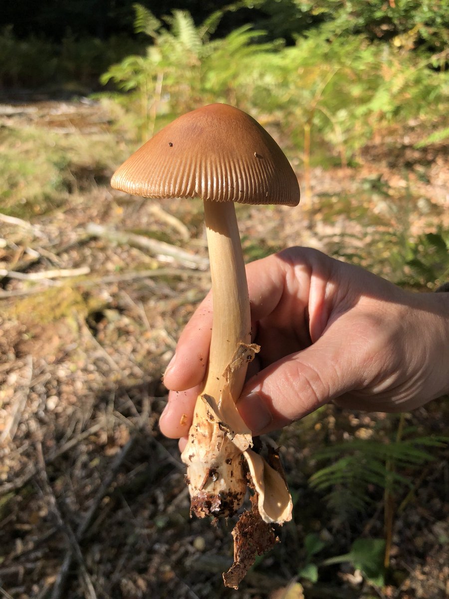 Go Foraging tweet media