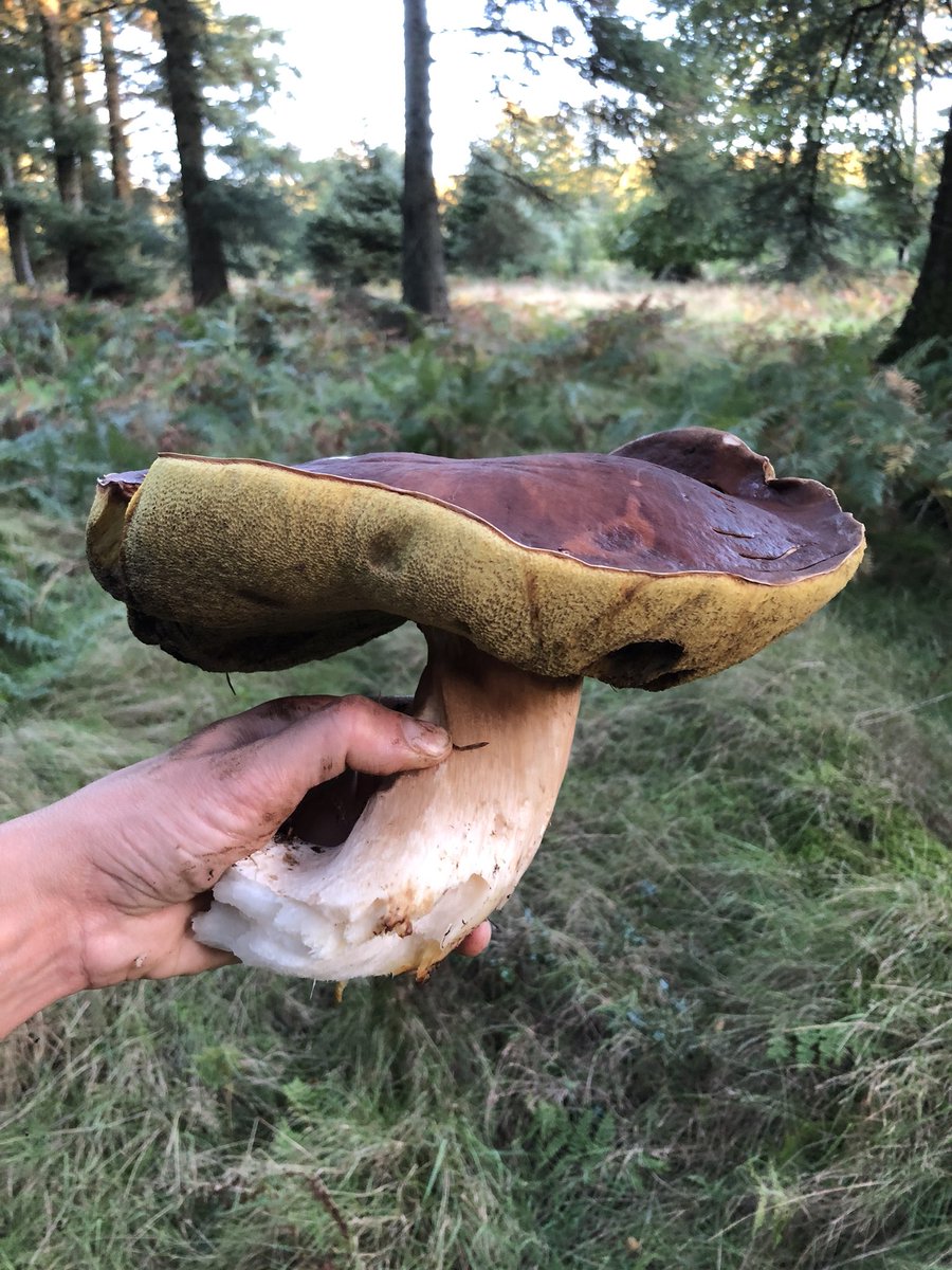 Go Foraging tweet media