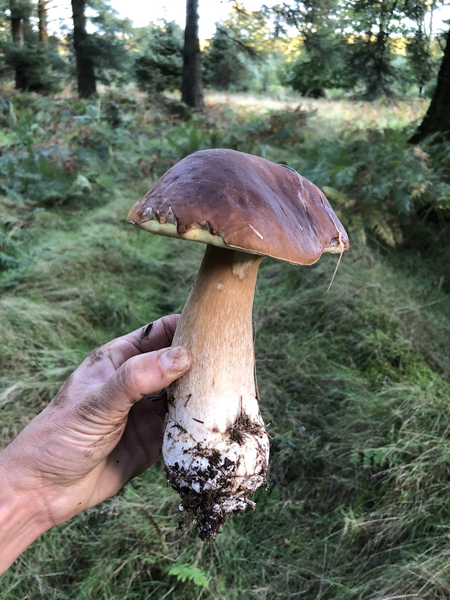 Go Foraging tweet media