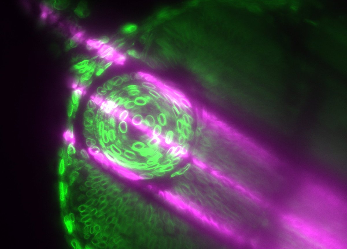 haesleinhuepf's tweet photo. I chose this #LightSaberMicroscopy goody to be my #tweet1000. Thanks again to @Rocha_MartinsM for the great samples!
After almost a year in #MyersLab, I still totally love watching #lightsheets illuminating samples like this.
๐ฆ๐๐ก๐๐ฌโค๏ธ https://t.co/32IR6FAoYC