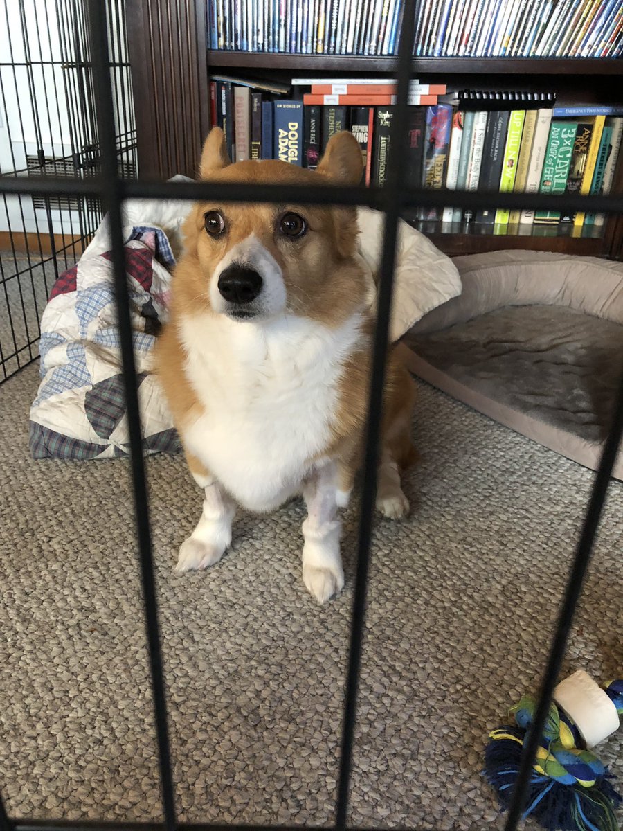 gummby's tweet photo. Poor little Miss #SamusShepard had a small fatty mass removed yesterday. Now to keep her safe she has to be in the #cornerofsolitude https://t.co/rtyP8mgY5P