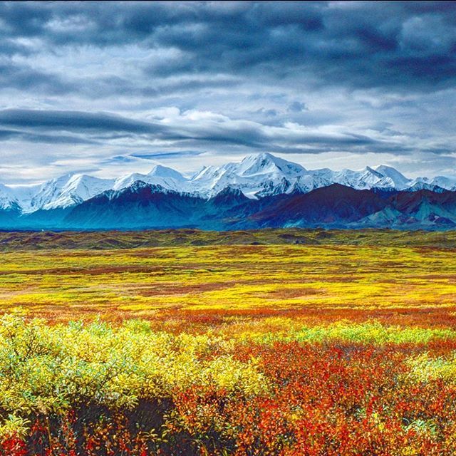 explorfairbanks's tweet photo. There’s no wonder why Alaska’s state colors are Blue and Gold...
📷 @ralph_a._heim
•
•
•
•
•
#explorefairbanks #basecampfairbanks #sharingalaska #youneedalaska #alaskalife #travelalaska #denali #denalinationalpark #findyourpark #alaskarange #fallc… https://t.co/AA0M7Umaor https://t.co/fLyM5VuYZV