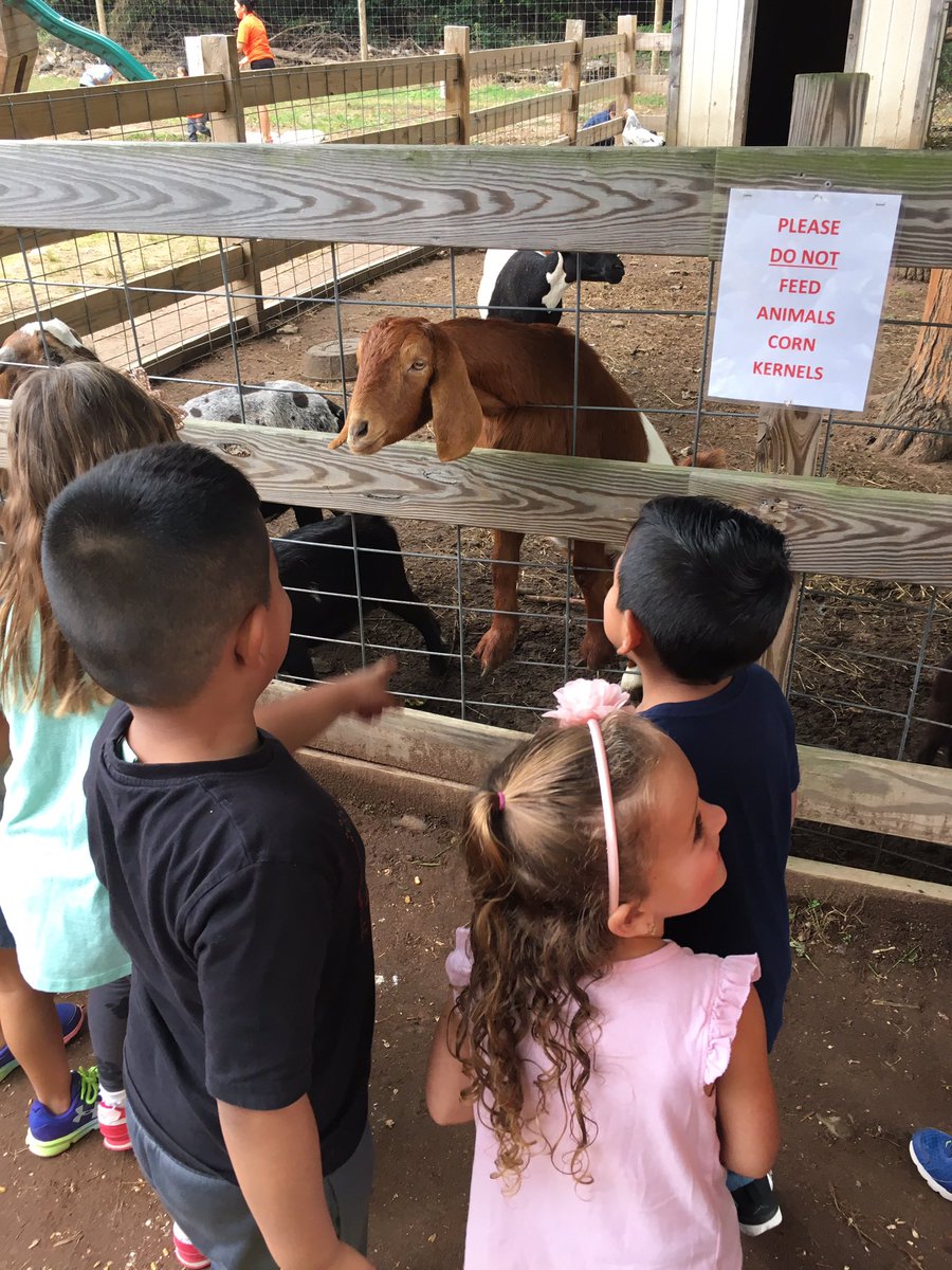Mrs_Yapkowitz's tweet photo. Today, the kindergarten students in Miss Savarese’s class visited the farm! We went on a hayride, picked pumpkins and fed some animals! We all had a great day! @WOSnews #fallfun #kindergartenfieldtrip #pumpkinpicking #hayride #pettingzoo https://t.co/ZOep2Yvyxf