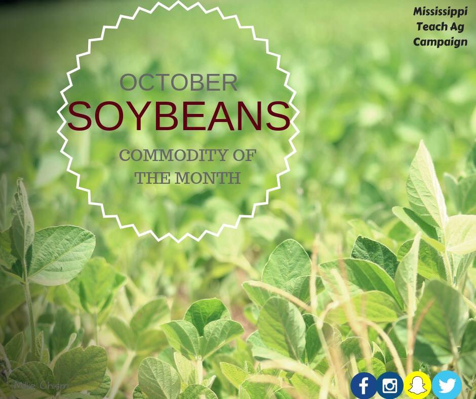 October's Commodity of the Month is...SOYBEANS!!

-Mississippi ranks 12th nationally in soybean production.

-Soybeans are grown in 40 counties in the state generally in the northern half.
 #TeachAg #Tagged18