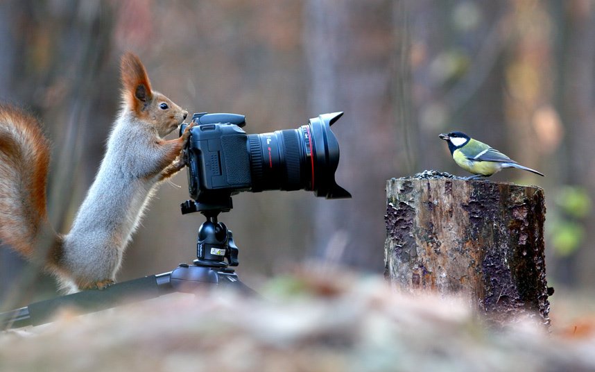 thelaceylondon's tweet photo. In six words or fewer, write a story about this photo...   

#amwriting #amreading #sixwordstory #WorldAnimalDay https://t.co/o1hSdmi8U5