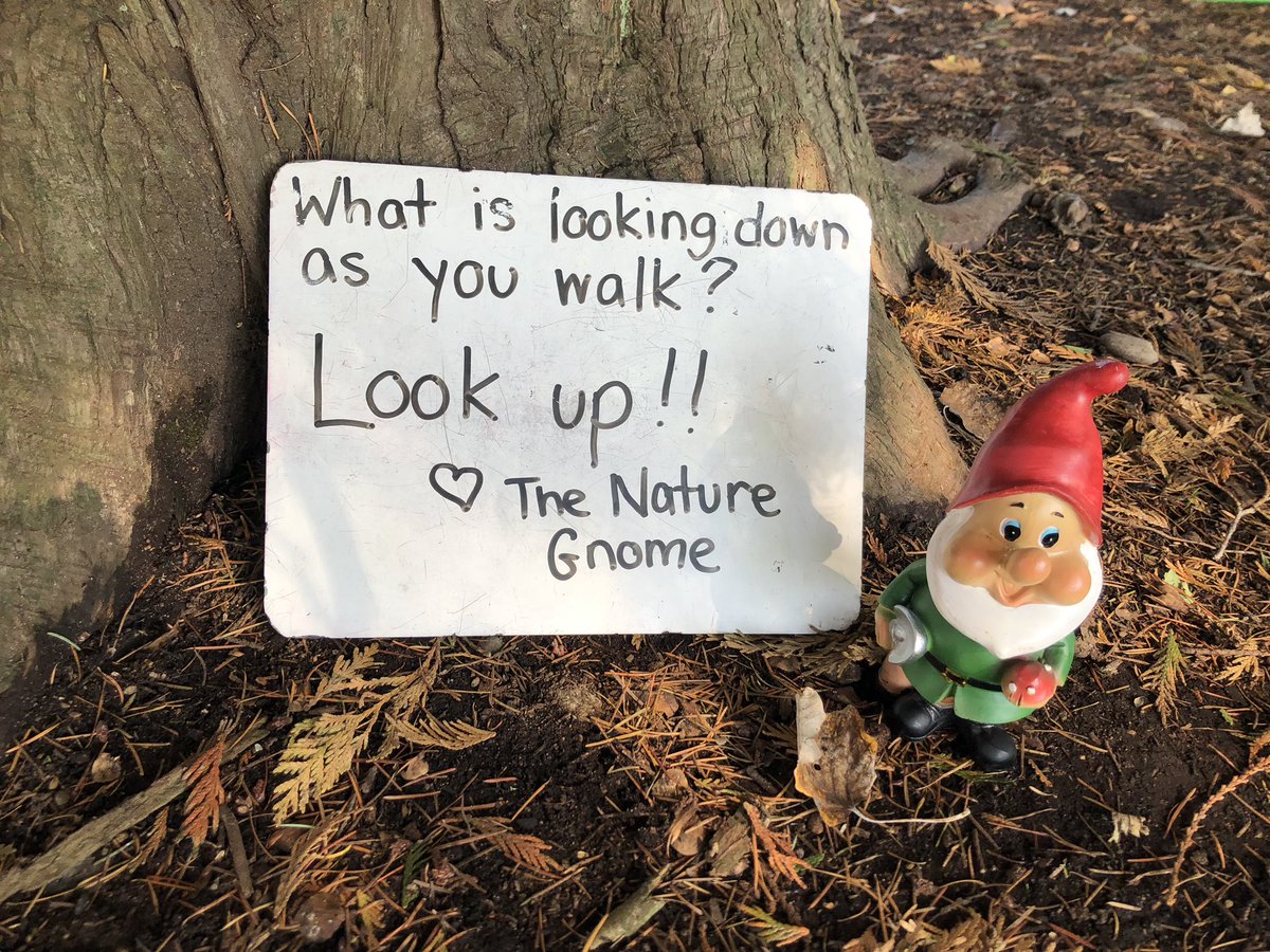 MelanieASidney's tweet photo. Another visit from the Nature Gnome! @BrookeElem @perfinker #walkingcurriculum https://t.co/9nGk89Frt2