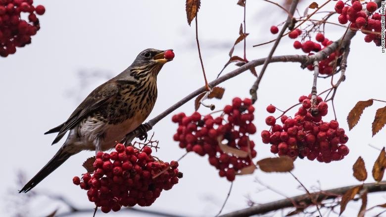 cnni's tweet photo. Birds in Gilbert, Minnesota, are flying into windshields, bumping into trees and looking mighty disoriented. Police believe they're getting tipsy after eating berries that have fermented earlier than usual due to an early frost. https://t.co/OXUklL8Yrg https://t.co/rKFD6tp8hE