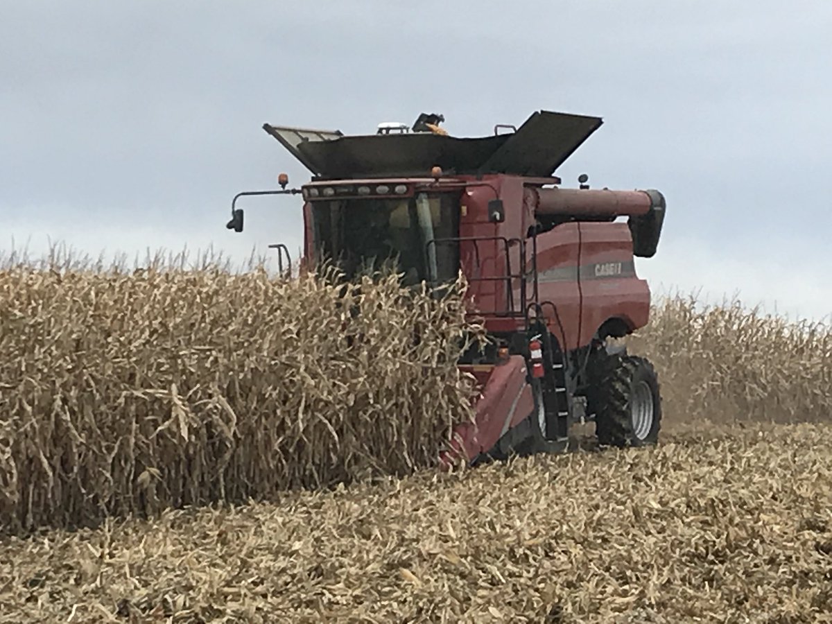 bbloom06's tweet photo. Excellent 96 day variety... St.Charles, MN #P9608AMXT on no-till 231 bu average 22.5% #YieldHero https://t.co/aDaFY60Xmf