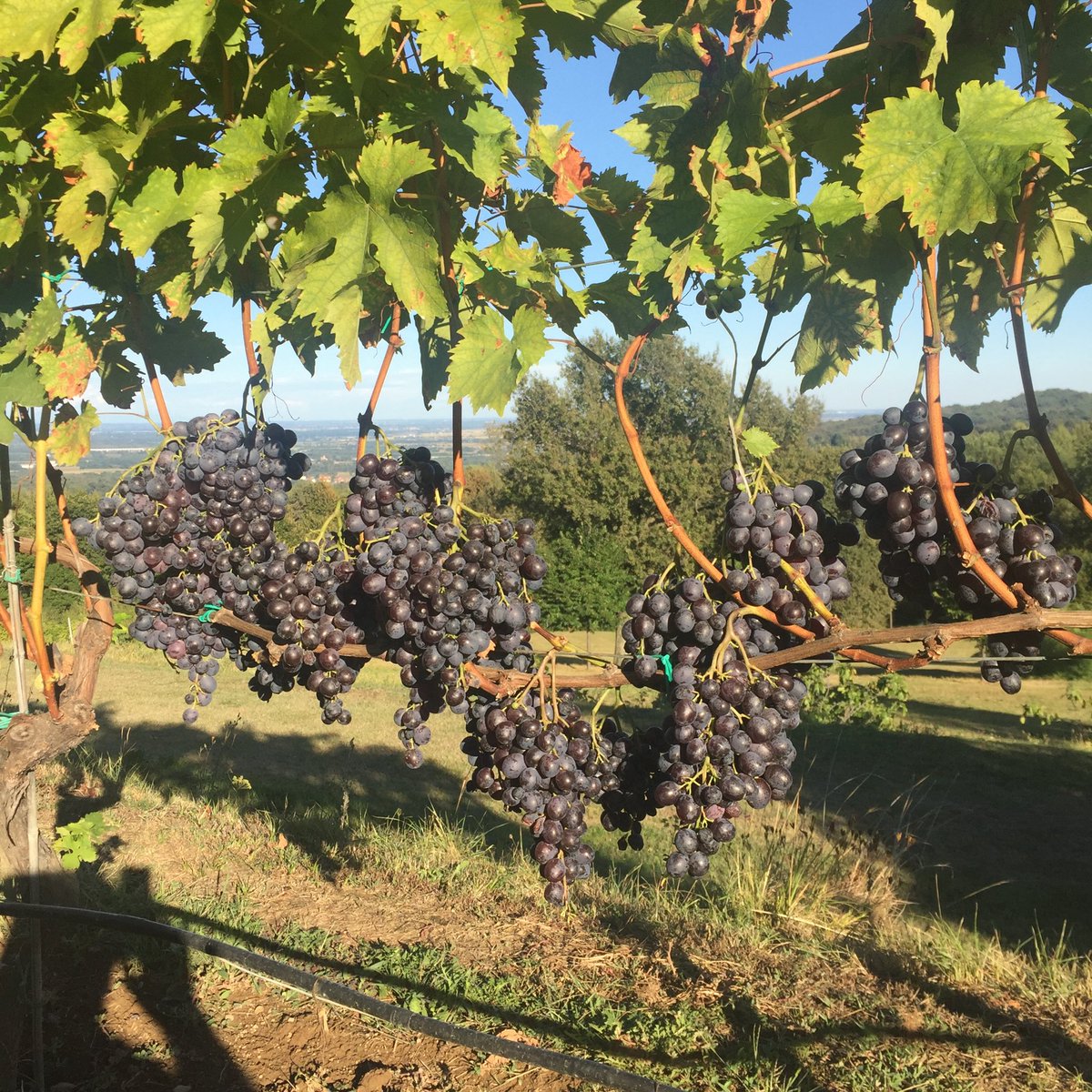 enzobianchi7's tweet photo. Al mio eremo l’uva è matura, sana e bella:
nei prossimi giorni vendemmierò cantando
e pieno di gratitudine dirò il mio amore
alla terra, riconoscendo il lavoro paziente
richiesto dalla vigna e  gustando con gli amici
la dolcezza di questo moscato di Amburgo! https://t.co/9E0BfH8pac