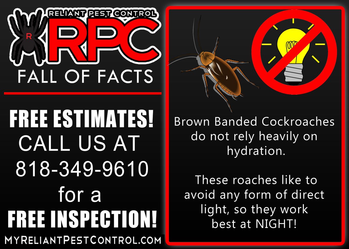 MyReliantPC's tweet photo. RPC #FallofFacts! Make sure to put all food and items away before you go to sleep, these critters work best in the dark! CALL US AT 818-349-9610 for a FREE ESTIMATE or INSPECTION! https://t.co/rLHrWzU7ZT