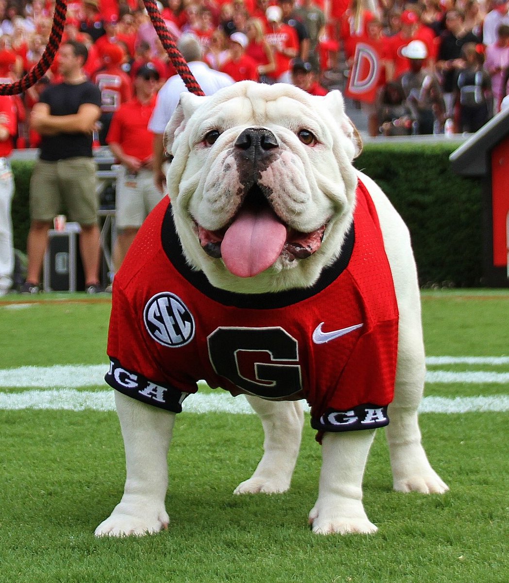 BracketBattles1's tweet image. BEST COLLEGE MASCOT
~ Final 4 ~

RT - Georgia
Fav - Oklahoma State

#BracketBattles