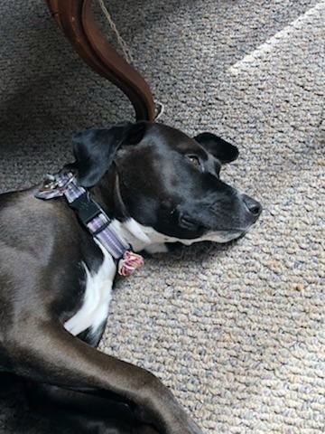 FitzTheReporter's tweet image. #DeepDogThoughts