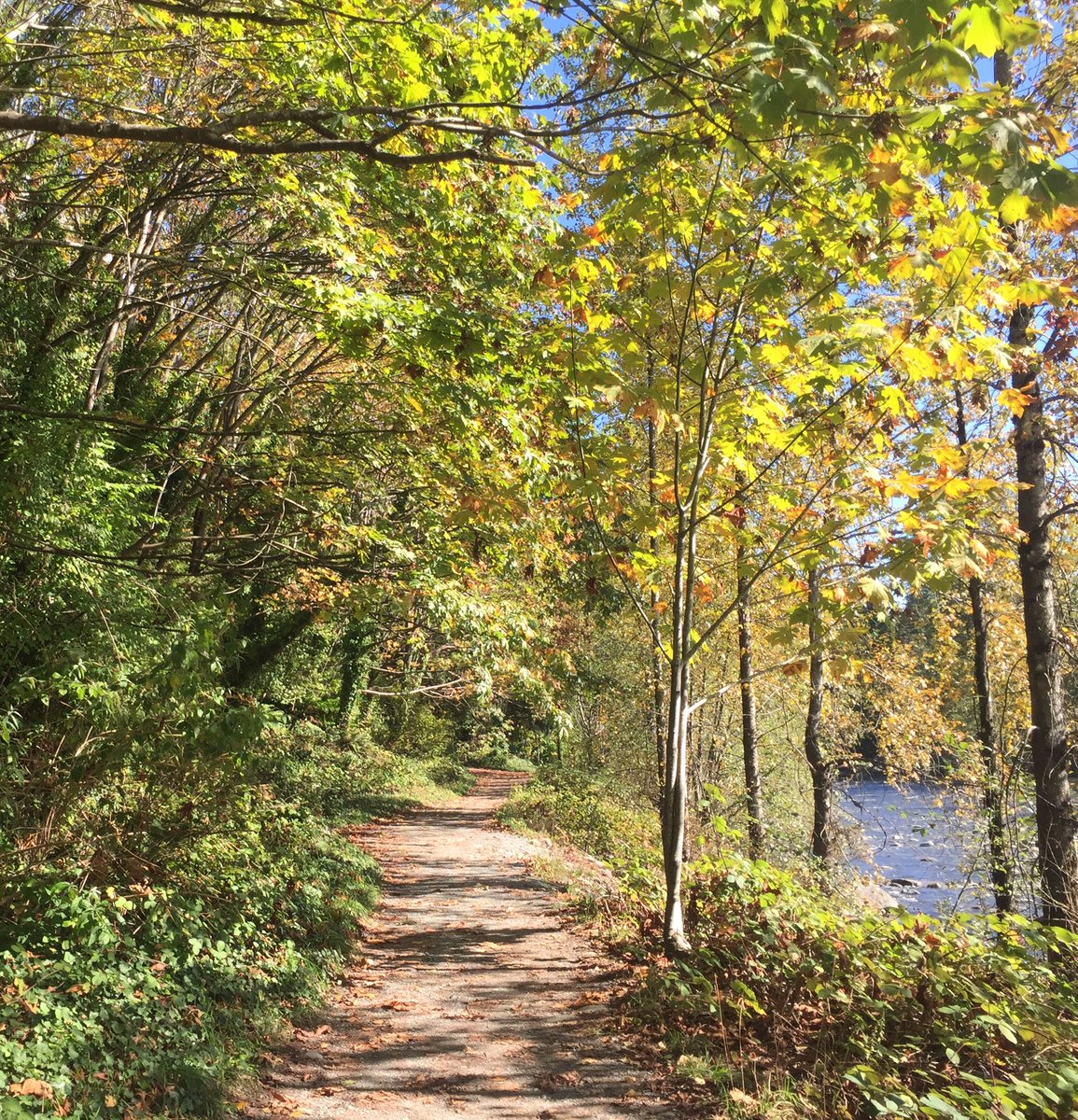 CapResidences's tweet photo. Wonderful walk along the Capilano Pacific Trail on a crisp fall day.
#capilanoresidences #rivernextdoor #surroundedbynature #exceptionallocation #lionsgatebridge #parkroyal #ambleside #capilanoriver #dailyhivevan #vancouverisawesome #dailyviewvancouver https://t.co/0t9QScXEIo