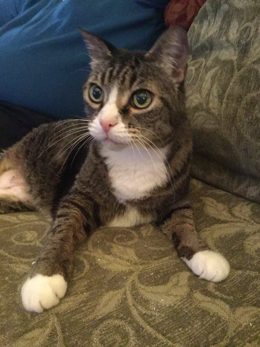 NatsRallyCat's tweet photo. @misscrisp @jadee1437 @darth I once had a sister named Biryani (now OTRB) and her sister was Sikh Kabob (they called her Miss Bob). #Biry https://t.co/UjmBnwO5gk