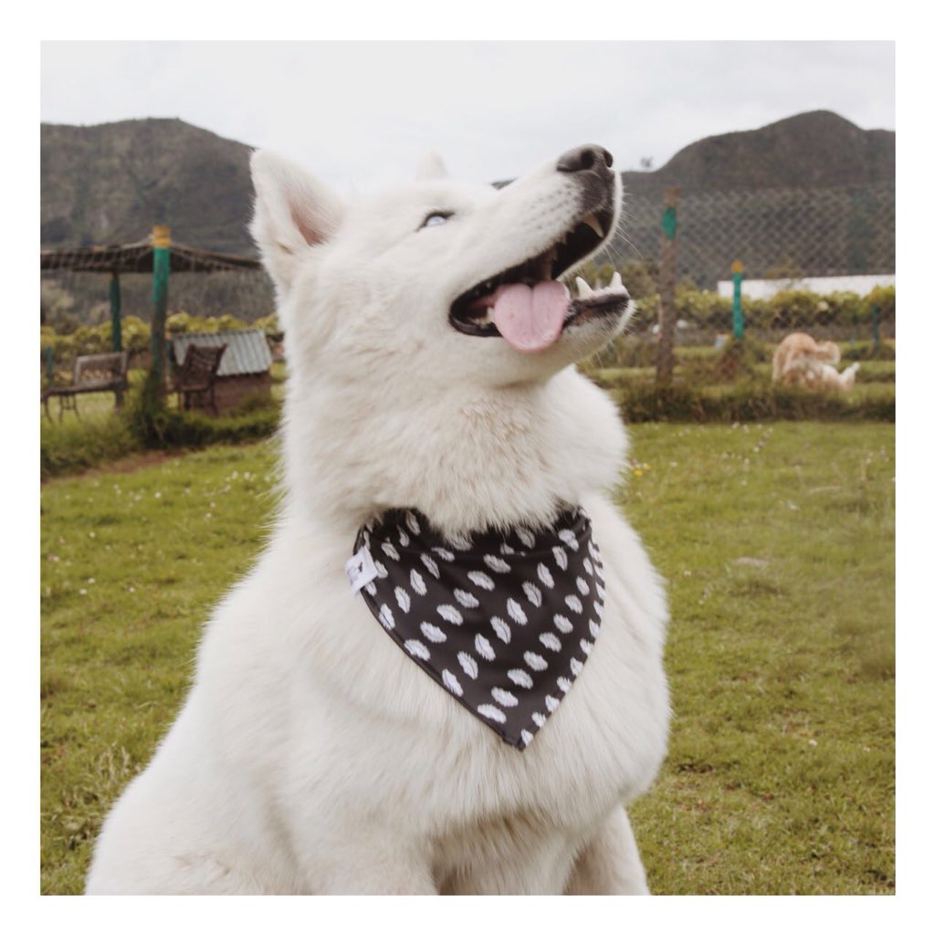 ARestorant's tweet photo. Las plumas de su pañoleta salen con el azul de sus ojos. Esta es nuestra nueva línea de pañoletas iLleva la tuya ahora! #pañoletas #dogsarelove https://t.co/vFdhrv7BBU