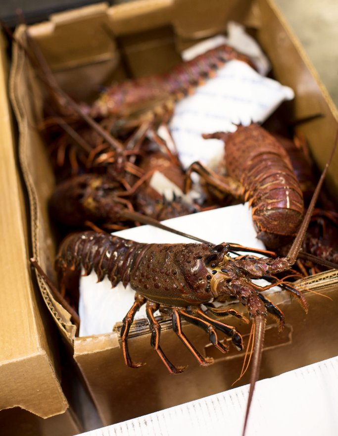 Spiny Lobster Season has officially kicked off!!! One of our favorite times of the year! 😍