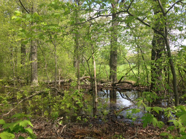 LeslieShad's tweet photo. @RobGMacfarlane We are trying to protect Isabella Woods in Evanston, Illinois USA from a road.  We would like to post 2 signs with your Heartwood poem and Mr. Hayes artwork at the woods.  Is it possible to get a higher resolution version of the poem/artwork? https://t.co/ey5hRfnxN9