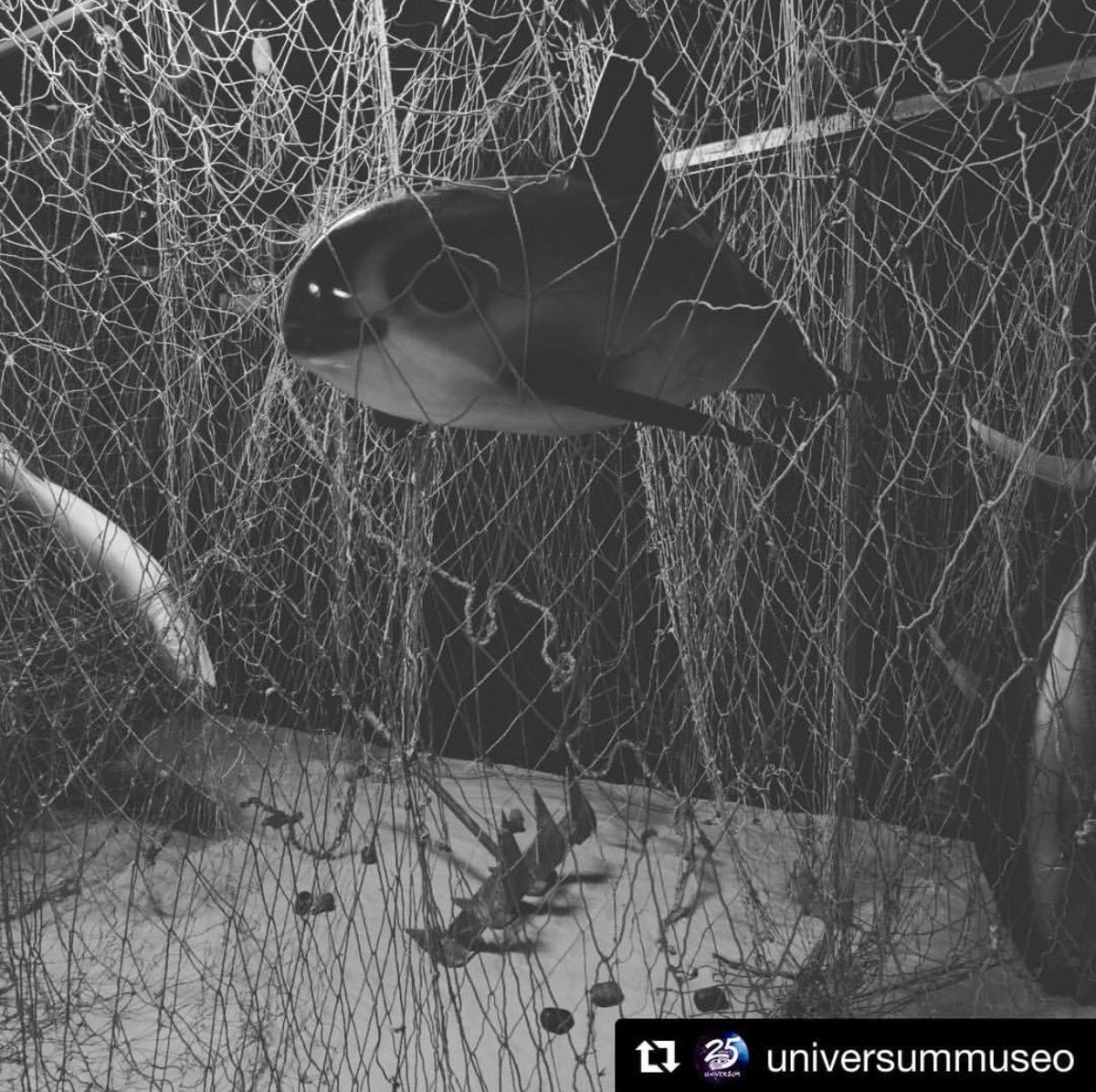 #DiaMundialDeLosAnimales

Desde el año 1929 el 4 de octubre celebramos el Día Mundial de los Animales. En Gaia Planeta Azul nos unimos a esta celebración rindiendo homenaje a la vaquita marina especie mexicana en peligro de extinción... instagram.com/p/BohwZ2vH_WO/