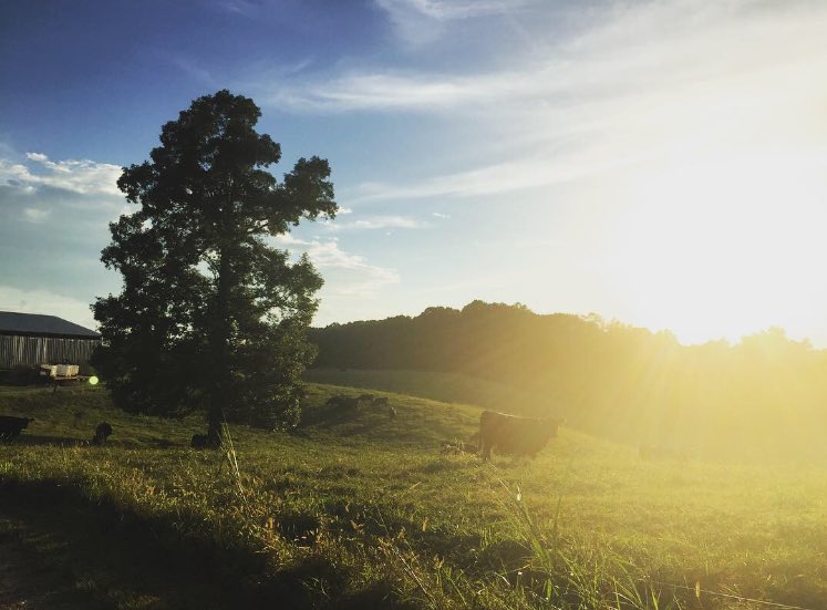 Maternity Ward 1 at sunset. It’s a beautiful thing - all of it. ✨ #calvingseason #itsthemostwonderfultimeoftheyear
#ranching
#farmlife