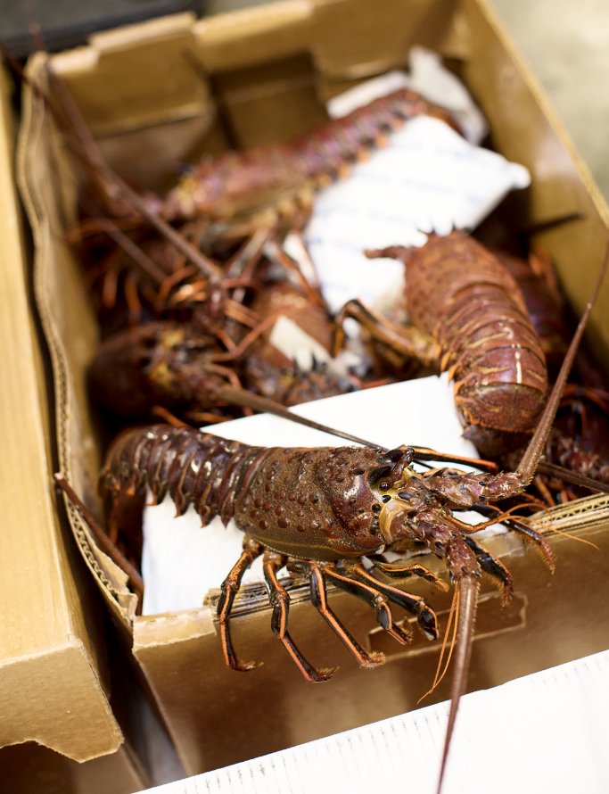 Spiny Lobster Season has officially kicked off!!! Super exciting time of the year!  These beautiful lobsters are locally and sustainably sourced from the Southern California Coast. They taste AMAZING too!