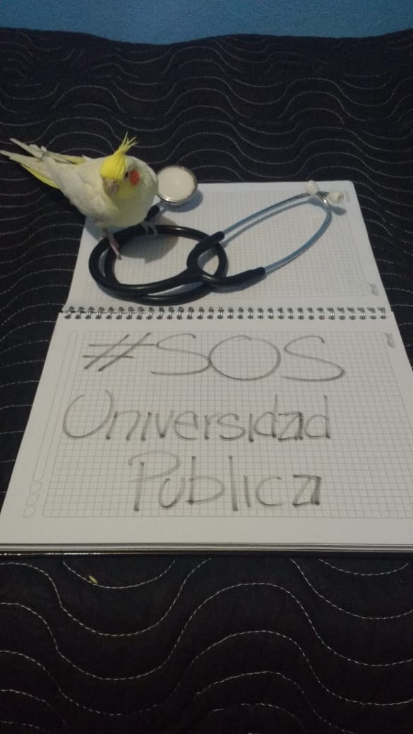 ComunicadosFMVZ's tweet photo. Ellos también necesitan de la educación pública y la salud🐦 #SOSUN #SOSFMVZ #LaUPublicaSeDefiende https://t.co/FlYMXO81kv