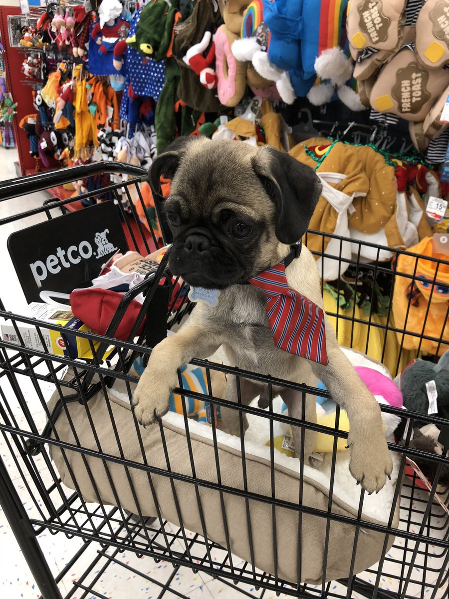 Jenny On Twitter Was At Petco Looking To Buy Toys For My Pug S Birthday Present And I Turned Around And Met A Pug Puppy