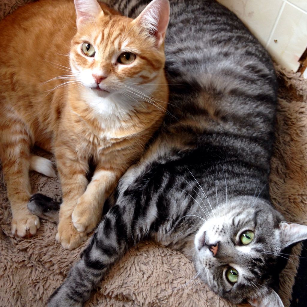 HappyPlaceGang's tweet photo. TWO CUTE - Sterling and Topaz are inseparable buddies. We call them the "Cuddle Buds" because they are always snuggled up together. #cutecats #cuddle #cuddlebuds #cats #toocute #kitties #tabby #orangetabby #ginger #silvertabby #silverado #happyplace #youshouldhearthemsnore
- BDG https://t.co/rgqeTsjoWE