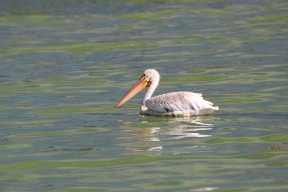 VISTAmagazineSW's tweet photo. The last pelican in Fountain Hills - 
 A flock of pelicans were blown into Fountain Hills, AZ by Hurricane Rosa, then flew away - all except this fellow.  He seemed content as he ate fish and paddled around the lake this morning. https://t.co/s8vhDNN1Do