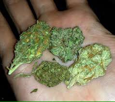 #weednation#smokecity#420#
#Ordernow#wickr me ( mikejaye) #smoke everyday#