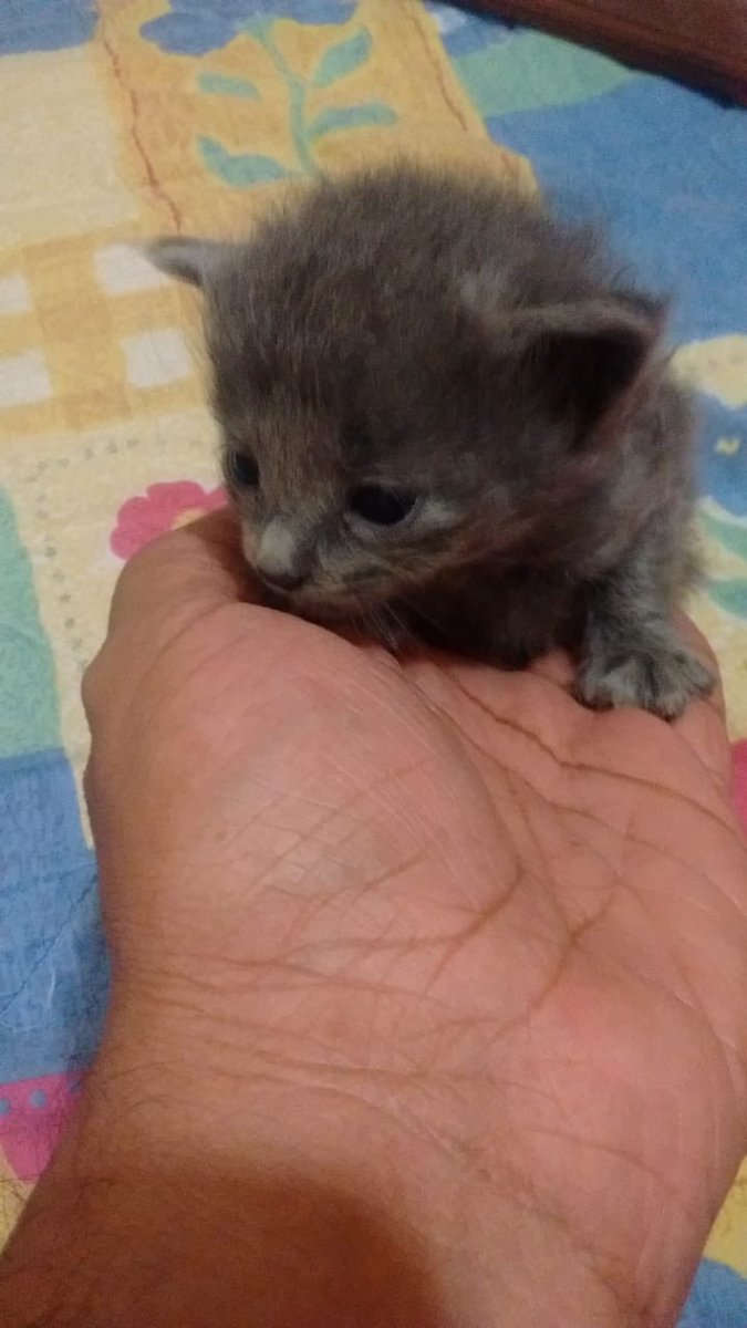 DanaSanber's tweet photo. Vecinos amantes gatunos, aventaron 5 gatos a un lugar donde había perros de guardia por desgracia dos los mataron, uno se tuvo que dormir, tengo dos en adopción parecen ruso azul, urge les den hogar, se harán los trámites de adopción correspondientes https://t.co/EHCS1Yg0HK