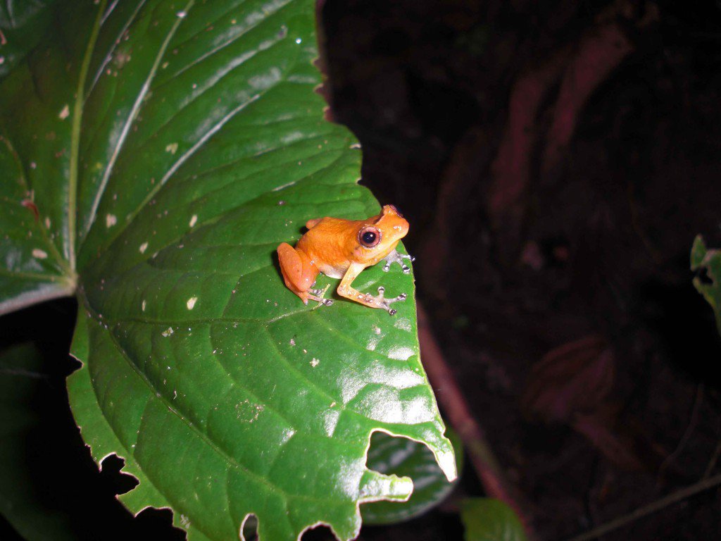 These frogs have managed to evolve resistance to a deadly fungus imperiling amphibians around the world: ed.gr/1r8u