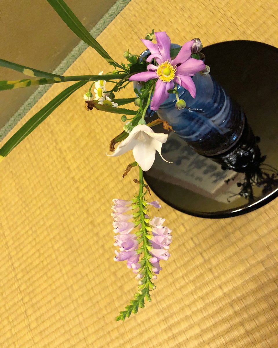 Lazy Sommelier ワイン サンフランシスコ ナパバレー The Flowers In The Japanese Tea Room Dynamic Teaflower Chabana Flowers Tearoom Flowerarangement Japaneseculture Chashitsu September18 茶花 茶室 花 茶の湯 カリフォルニア Lazy Sommelier ワイン サンフランシスコ ナパバレー The Flowers In The Japanese Tea Room Dynamic Teaflower Chabana Flowers Tearoom Flowerarangement Japaneseculture Chashitsu September18 茶花 茶室 花 茶の湯 カリフォルニア