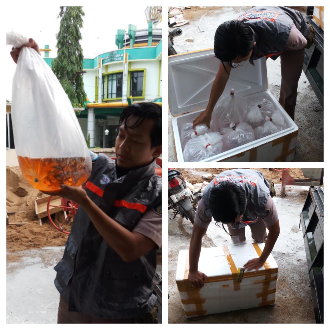 bppmhkp_pnk's tweet photo. 05/10 #OneHealthKIPM Cek Ulang Komoditi Ringau Induk 14  ekor, Arwana Brazil 390 ekor, 4 koli yang akan dilalulintaskan Ke  Jakarta @HumasBKIPM @BKIPMJakartaI @rinajanwar2201 @kls_i @KangIwan76 https://t.co/NOWaC2SNyx