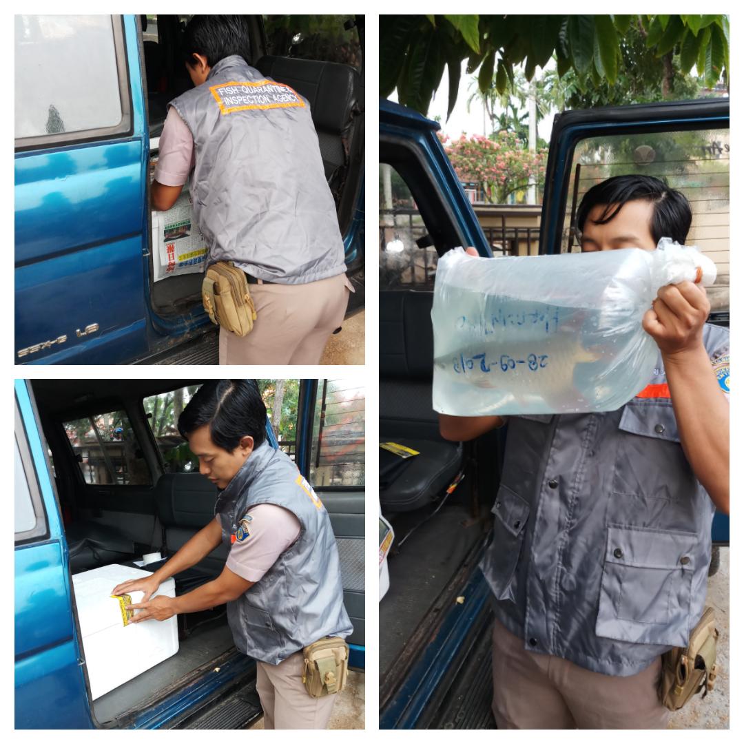 bppmhkp_pnk's tweet photo. 05/10 #OneHealthKIPM Cek Ulang Komoditi Arowana Super Red 2 ekor, 1 koli yang akan dilalulintaskan Ke  Surabaya @HumasBKIPM @BKIPMSurabaya1 @rinajanwar2201 @kls_i @KangIwan76 https://t.co/ZVbfN4PpBz