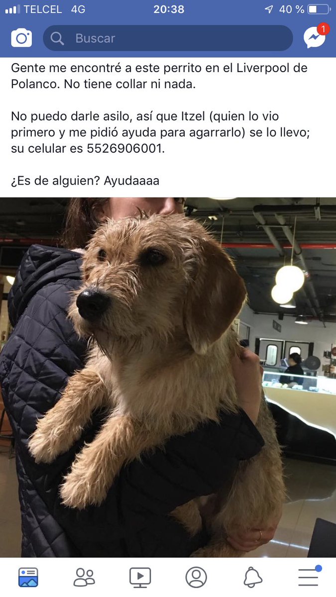 MarthaPtbi3's tweet photo. @MascotasSismo @PrrosPerdidosMX https://t.co/9UWdN8Nhtx