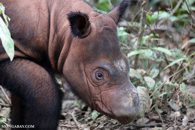 mongabay's tweet photo. Research has shown that a sixth mass extinction event is underway and largely driven by human activities: https://t.co/cd88slAdv5 https://t.co/t9d4RlqiFR