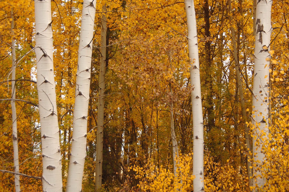 ForestServiceNW's tweet photo. The woods are lovely, dark and deep. But I have promises to keep, and miles to go before I sleep. 
—Robert Frost #NationalPoetryDay https://t.co/Kb0H7gsdTL