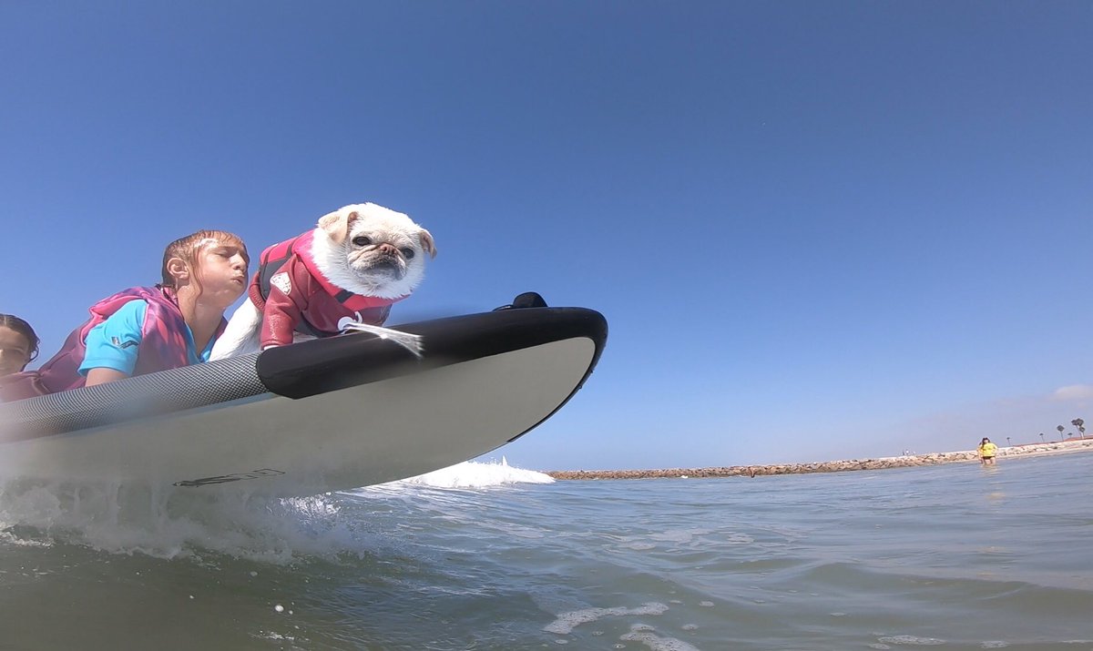 Surf Gidget The Pug ®️ tweet media