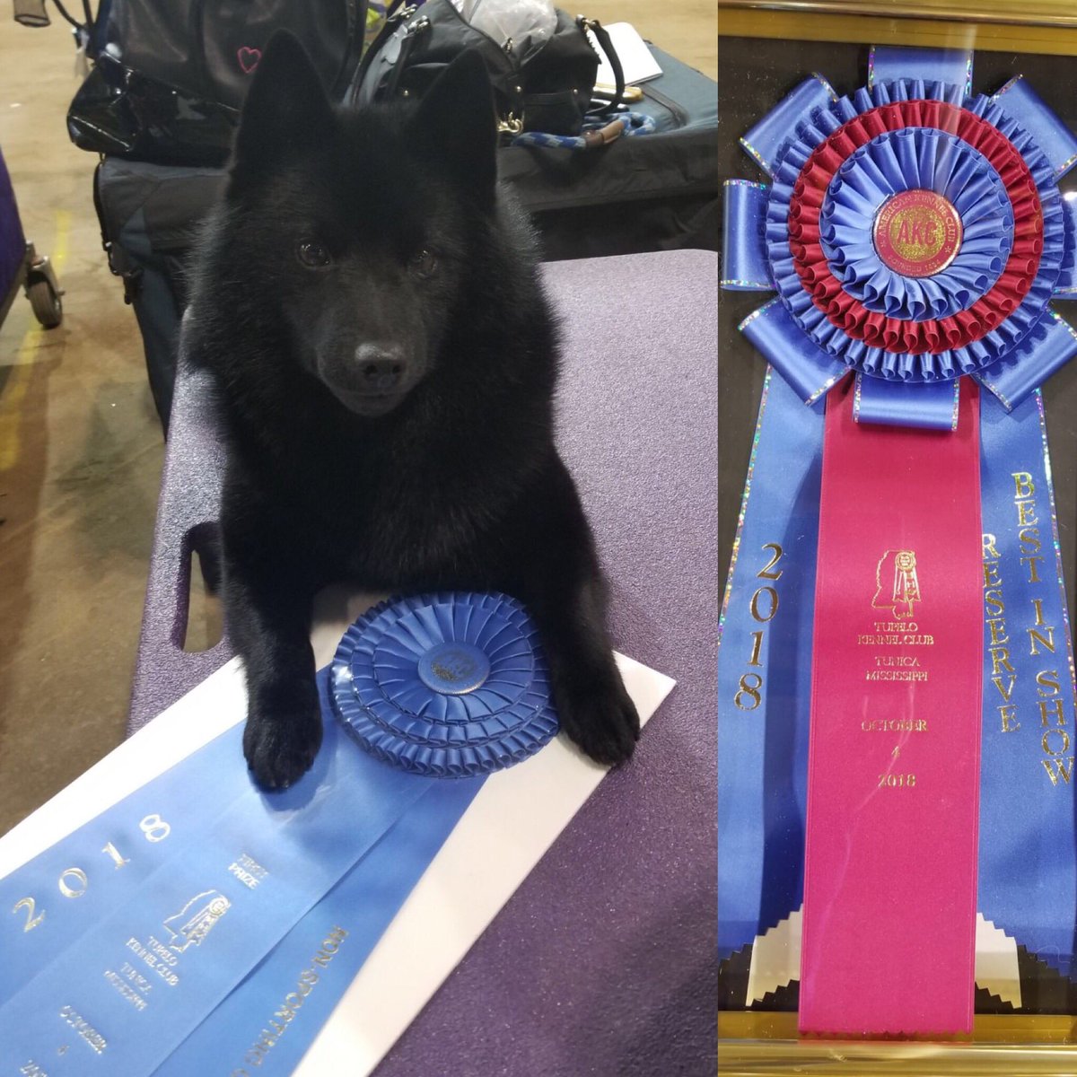 Showdogs1's tweet photo. Another exciting  win for 
Mr. #smalldarkandhandsome. !!!
#schipperke #thetotalpackage #akcwinner #akcshowdogs https://t.co/DWlbzCMDVy