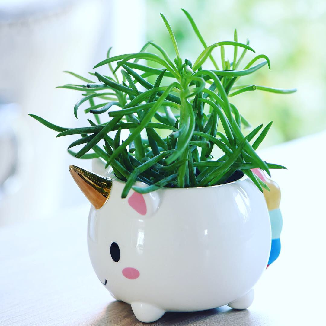 mr_plantgeek's tweet photo. Hello! I’m a unicorn pot, aren’t I cute? 🦄 I come with a choice of Echeveria or Senecio succulent plant and I’ll be featuring on the @RJGarden Gardening Gifts show on @qvcuk ~ tune in on Sunday to see me talk through this cute gardening gift 🎁 https://t.co/zCb6yZJBJn