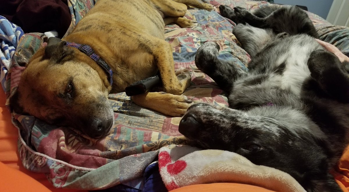 erniebreakfast's tweet photo. Puppies content to be lazy while this boring game is on...they know which blanket is the "dog can get on the bed" blanket. #ScratchTheDog #FooManChew https://t.co/WK7EsKbcvD