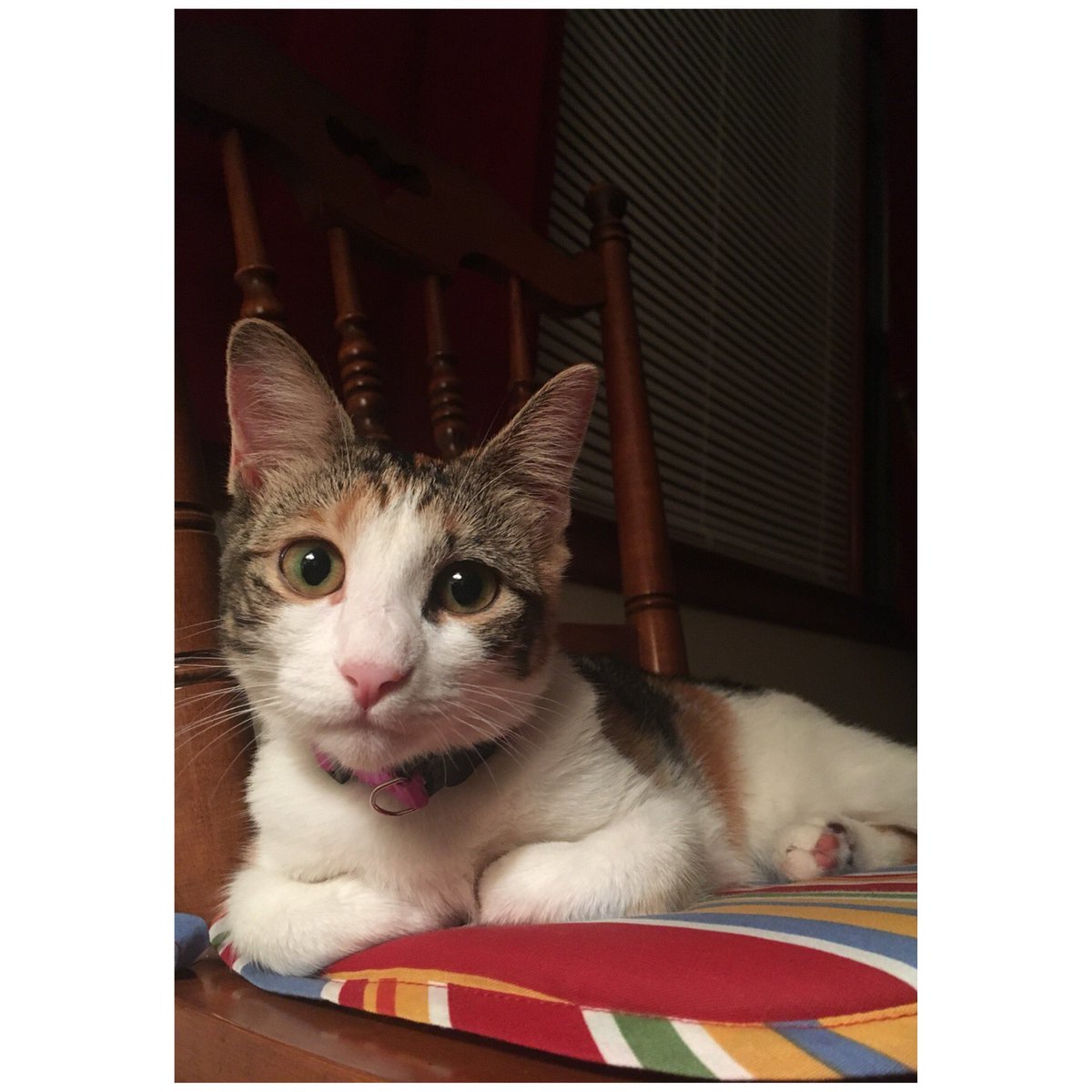erinjoyce22's tweet photo. My fur baby is 6 months old today! #catmom💜😭 https://t.co/DWaFmIHIvk